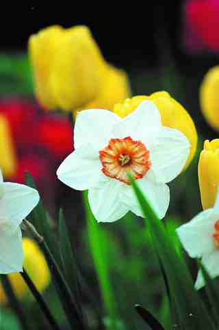 flowers-thumb