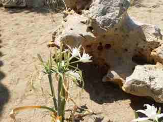 spiti-prassos-028-thumb