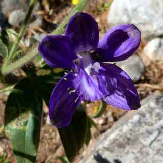 8-beutifull-flowers-on-the-way-thumb